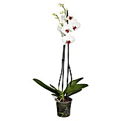 Piardino Schmetterlingsorchidee (Phalaenopsis Hybride, Topfgröße: 15, Weiß, Anzahl Triebe: 2)