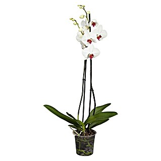 Piardino Schmetterlingsorchidee (Phalaenopsis Hybride, Topfgröße: 15 cm, Weiß/Rosa, Anzahl Triebe: 2, Aufrecht)