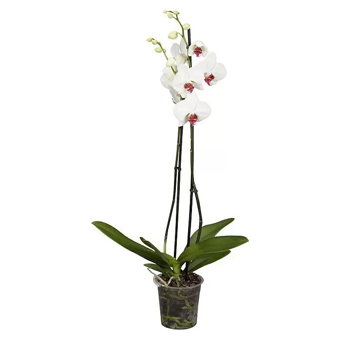 Piardino Schmetterlingsorchidee - Phalaenopsis Hybride, Topfgröße: 15 cm, Weiß/Rosa, Anzahl Triebe: 2 Stk., Aufrecht - Vorderansicht