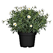 Piardino Strauchmargerite (Argyranthemum frutescens 'Maja Bofinger', Topfgröße: 18 cm) | BAUHAUS