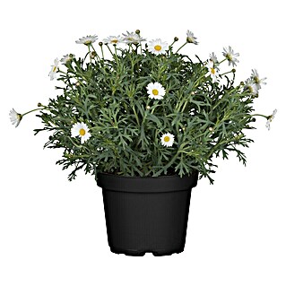 Piardino Argyranthemum (Argyranthemum frutescens, Tamaño de maceta: 18 cm)