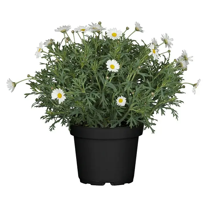 Piardino Strauchmargerite - Argyranthemum frutescens 'Maja Bofinger', Topfgröße: 18 cm - Topf mit Margeritenblüten und grünen Blättern. Die Blüten sind weiß mit gelben Zentren. Das Produkt ist ein idealer Hingucker für Ihr Zuhause.