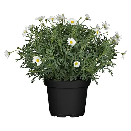 Piardino  Strauchmargerite