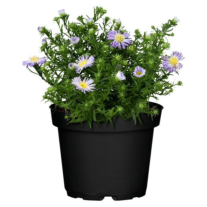 Piardino Kissen-Aster (Aster dumosus, Topfgröße: 11 cm, Sortenabhängig)
