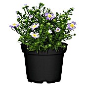 Piardino Kissen-Aster (Aster dumosus, Topfgröße: 11 cm, Sortenabhängig)