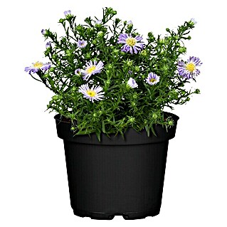 Piardino Kissen-Aster (Aster dumosus, Topfgröße: 11 cm, Sortenabhängig)