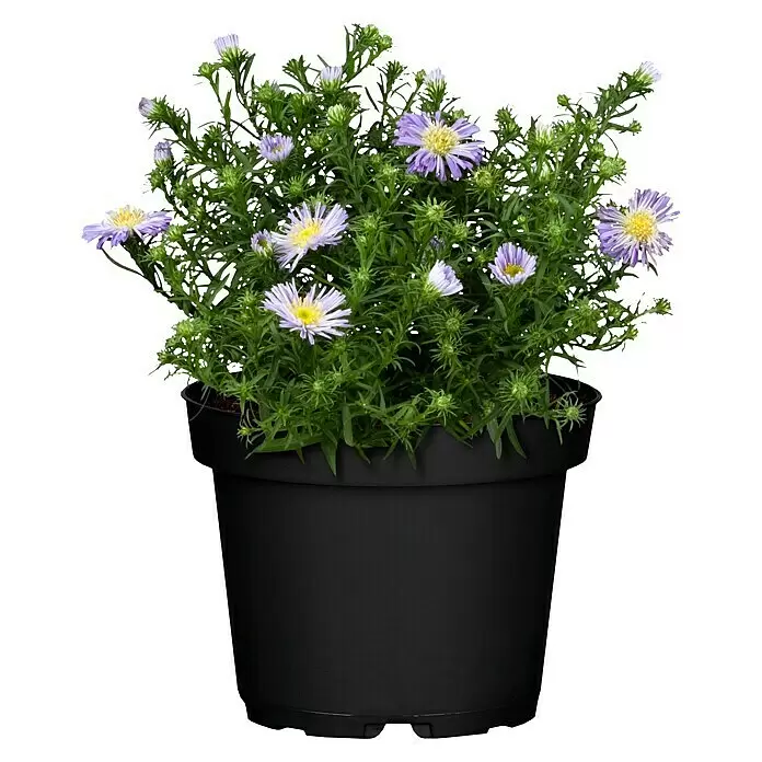 Piardino Kissen-Aster - Aster dumosus, Topfgröße: 11 cm, Sortenabhängig