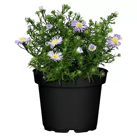 Piardino  Kissen-Aster