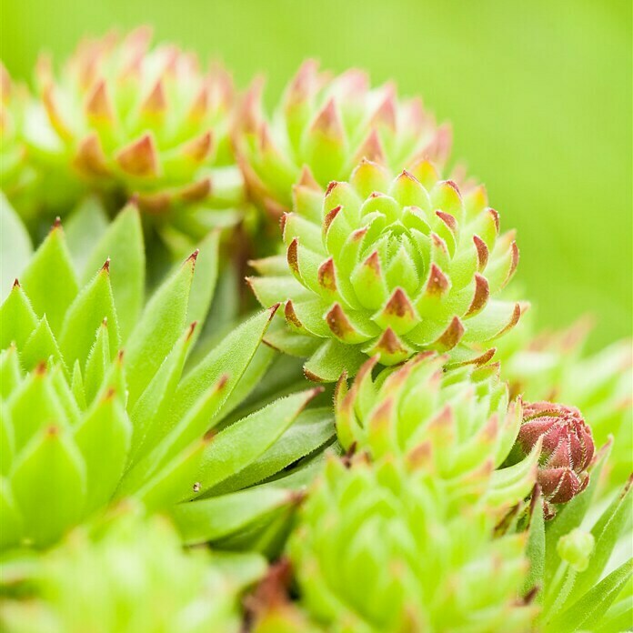 Piardino HauswurzSempervivum, Topfgröße: 9 cm, Grün Detail Shot