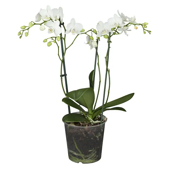 Piardino Orquídea mariposa - Phalaenopsis Cascade, En función de la variedad, Colgado - Una elegante orquídea blanca en una maceta transparente que muestra sus delicadas flores y hojas verdes.