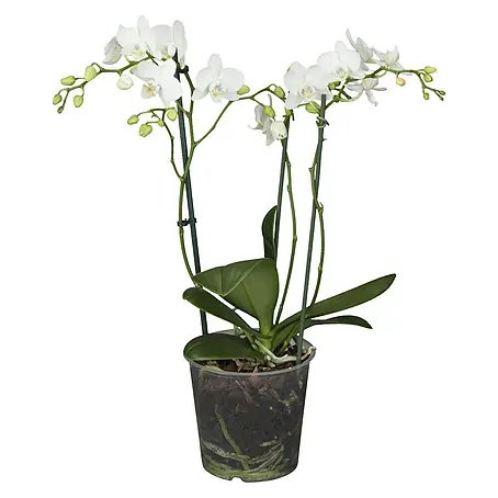 Piardino Orquídea mariposa