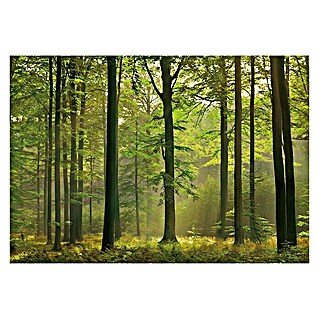 Fotomural Autumn Forest (An x Al: 366 x 254 cm, Papel)