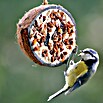 Dobar Vogelfutter (10 Stk.)
