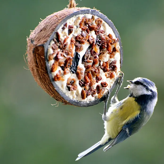 Dobar Wildvogelfutter Set - 10 Stk. - Ein Blaumeisen-Vogel, der an einem Kokosnuss-Vogelfutterhaus knabbert, mit Samen und Rosinen gefüllt, vor einem verschwommenen grünen Hintergrund.