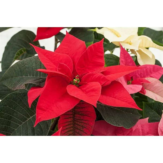 Piardino Weihnachtsstern Stamm - Euphorbia pulcherrima, Topfgröße: 19 cm, Blütenfarbe: Rot - Nahaufnahme einer roten Weihnachtssternpflanze mit dunkelgrünen Blättern und einigen weißen und rosa Blütenständen.