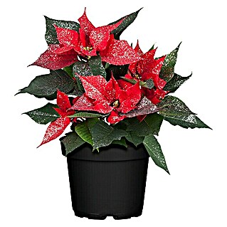 Piardino Weihnachtsstern (Euphorbia pulcherrima, Topfgröße: 11 cm, Rot/Silberglitter)