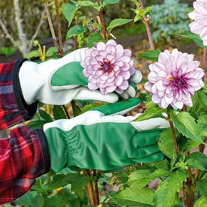 Gardol Gartenhandschuhe Pflege - 7, Grün - Hände mit Gartenhandschuhen pflücken rosa Dahlienblüten im Garten, die Handschuhe sind robust und bieten guten Schutz.