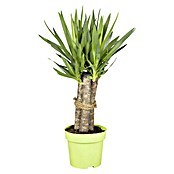 Piardino Palmlilie mit Kordel (Yucca elephantipes, Topfgröße: 24 cm, 3 Stämme)