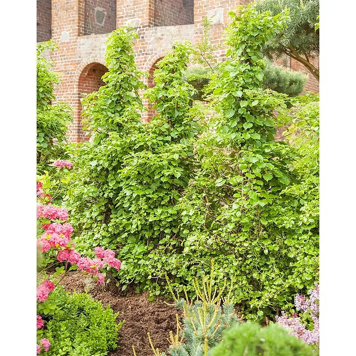 Pflanzen für dich Kletterhortensie 40-60 cm - Hydrangea petiolaris - Drei hohe, kegelförmige grüne Kletterpflanzen mit dichtem Laub in einer lebhaften Gartenanlage.