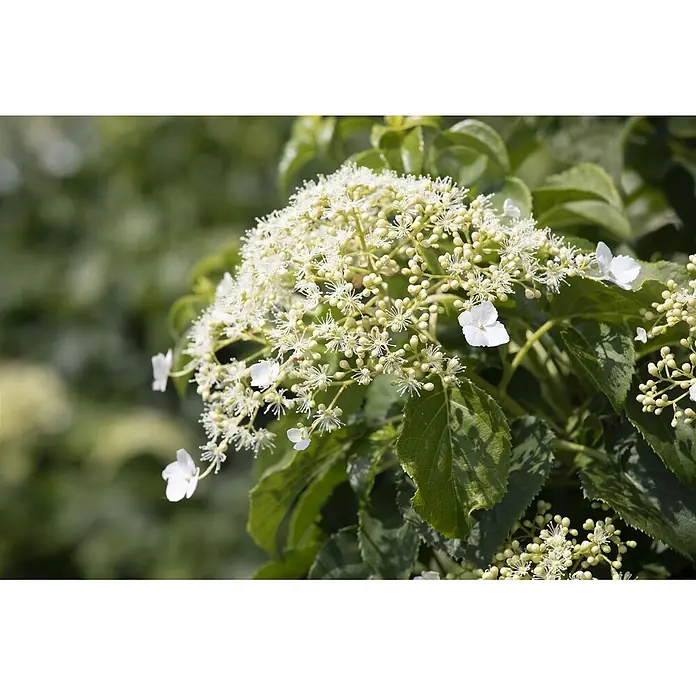 Pflanzen für dich Kletterhortensie 40-60 cm - Hydrangea petiolaris - Nahaufnahme einer blühenden Pflanze mit weißen Schirmblüten und grünen Blättern.