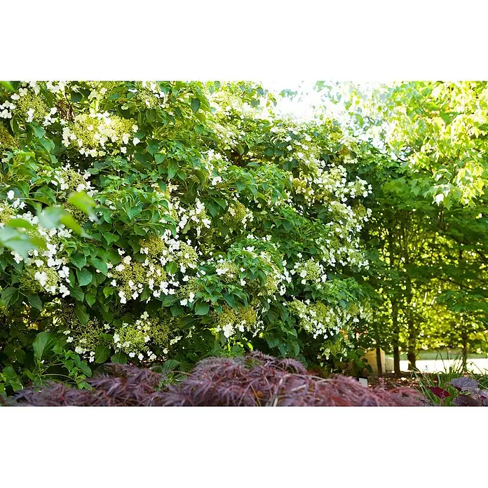 Pflanzen für dich Kletterhortensie 40-60 cm - Hydrangea petiolaris - Üppige grüne Kletterpflanze mit vielen weißen Blüten in einem sonnigen Garten, mit einer rotblättrigen Pflanze im Vordergrund.