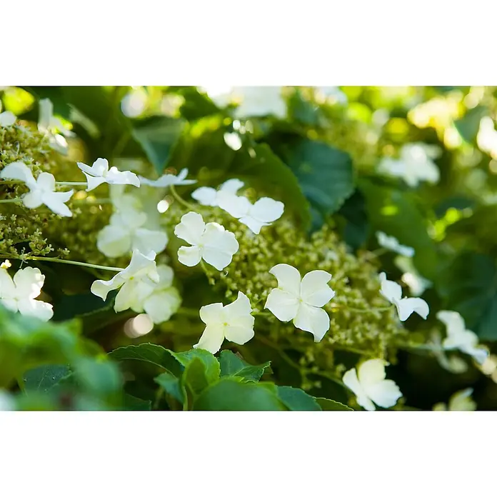 Pflanzen für dich Kletterhortensie 40-60 cm - Hydrangea petiolaris - Zarte weiße Blüten mit grünen Zentren blühen inmitten von sattem Grün.