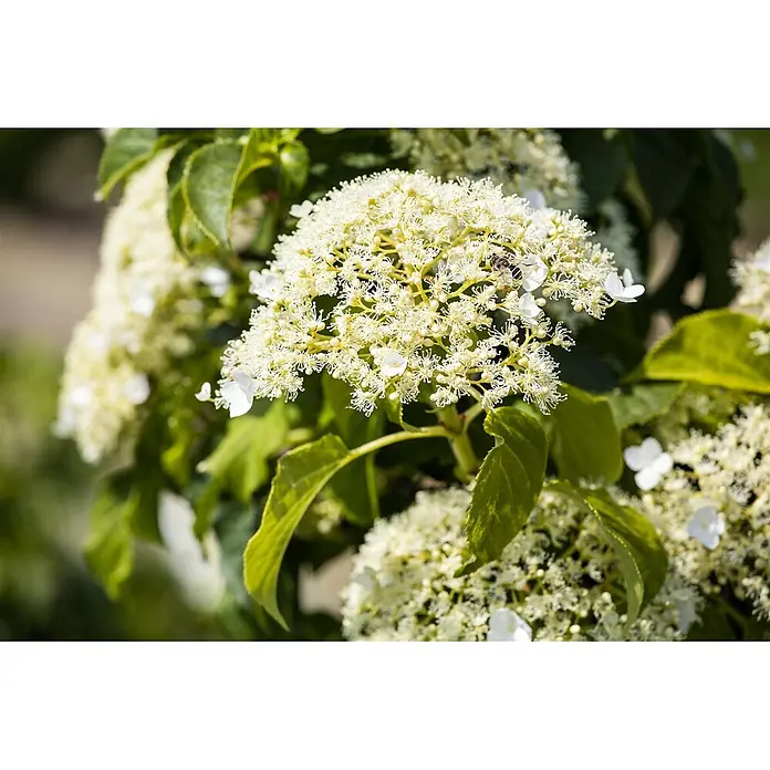 Pflanzen für dich Kletterhortensie 100-125 cm - Hydrangea petiolaris - Gruppe weißer Blüten mit einer Biene beim Bestäuben, in einer natürlichen Gartenumgebung.