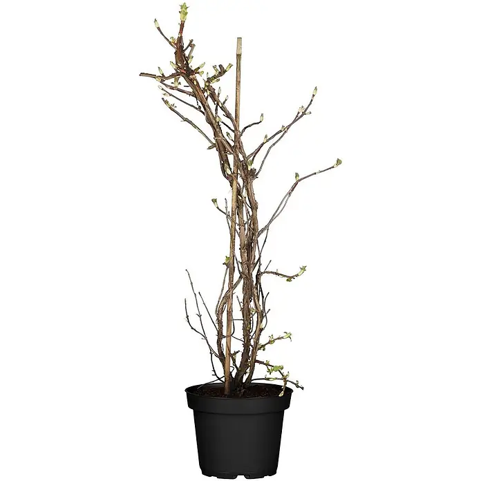 Pflanzen für dich Kletterhortensie 40-60 cm - Hydrangea petiolaris - Laubgehölz im Topf mit kahlen braunen Ästen und austreibenden grünen Knospen, gestützt von einem Holzstab in einem schwarzen Topf.