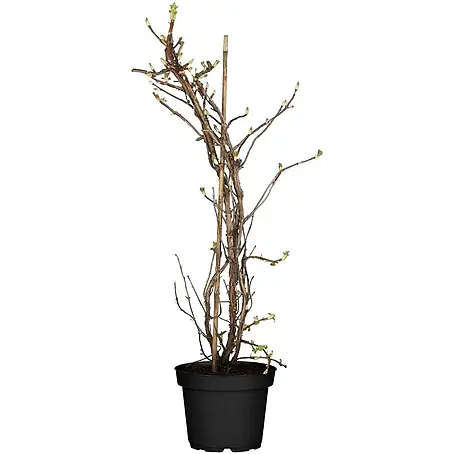 Pflanzen für dich  Kletterhortensie 40-60 cm