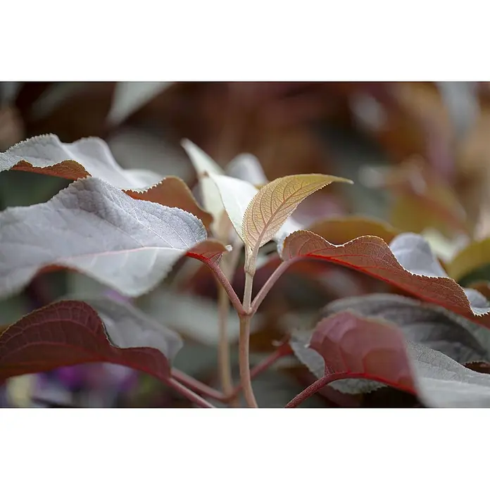 Pflanzen für dich Schmetterlings-Hortensie 30-40 cm - Hydrangea aspera 'Hot Chocolate', 30 cm - 40 cm, Lila - Nahaufnahme lebhafter Pflanzenblätter in Rotbraun und Silbergrau mit detaillierten Adern und jungem Wachstum.