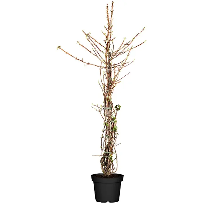 Pflanzen für dich Kletterhortensie 80-100 cm - Hydrangea petiolaris - Kahler Topfstrauch mit kleinen grünen Knospen im schwarzen Topf.