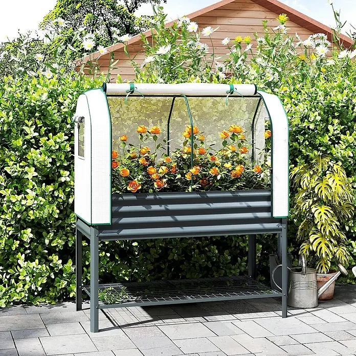Outsunny Hochbeet Mit Frühbeetaufsatz - Metall, Dunkelgrau - Erhöhtes graues Metall-Hochbeet mit durchscheinender weißer Gewächshausabdeckung, gefüllt mit leuchtend orangefarbenen Rosen, im Garten.