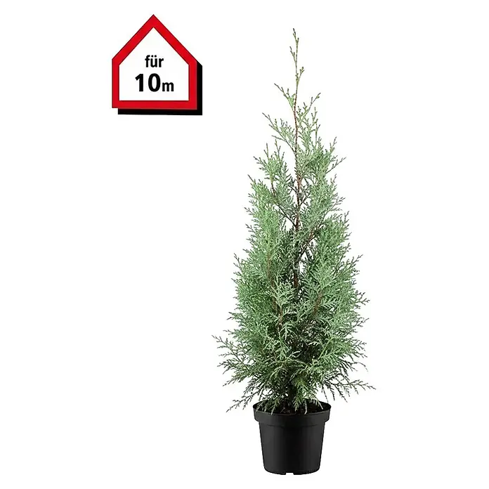 Piardino Leyland-Zypresse - 150 cm - 175 cm, Cupressocyparis leylandii, 26 Stk. - Schlanke, grüne Nadelpflanze im schwarzen Topf, geeignet für 10m.