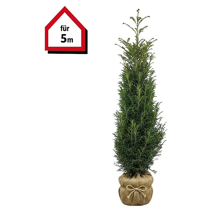 Piardino Heimische Eibe - 140 cm - 160 cm, Taxus baccata, 10 Stk. online  kaufen bei BAUHAUS