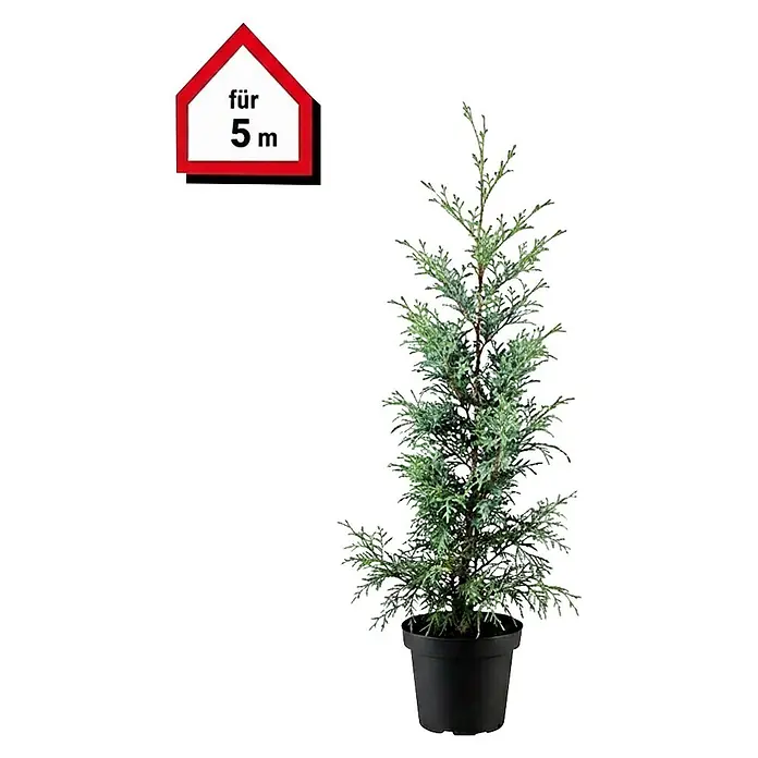 Piardino Leyland-Zypresse - 125 cm - 150 cm, Cupressocyparis leylandii, 15 Stk. - Topf-Konifere in schwarzem Topf mit rotem Schild 'für 5 m'.