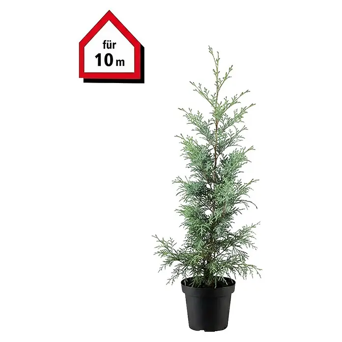 Piardino Leyland-Zypresse - 125 cm - 150 cm, Cupressocyparis leylandii, 30 Stk. - Topfzypresse mit silbergünem Laub, geeignet für bis zu 10 Meter Wuchshöhe.