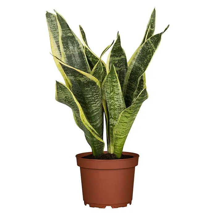 hse24 kunstpflanzen Philo H240 Monstera Künstliche Pflanze