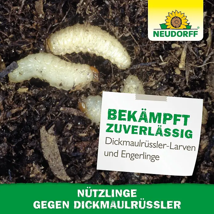 Neudorff Bestellkarte Nützlinge - Dickmaulrüssler, Max. Anwendungsfläche: 10 m² - Neudorff Nützlinge zur Bekämpfung von Dickmaulrüssler-Larven und Engerlingen im Boden.