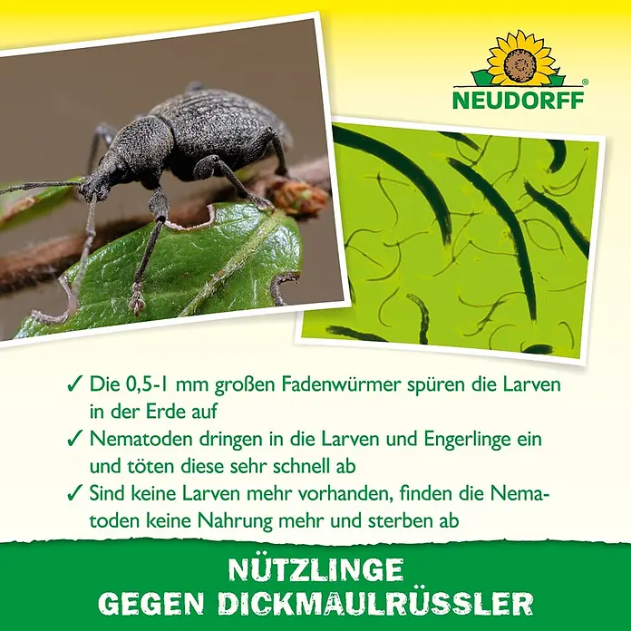 Neudorff Bestellkarte Nützlinge - Dickmaulrüssler, Max. Anwendungsfläche: 10 m² - Nematoden zur Bekämpfung von Dickmaulrüsslerlarven. Bilder zeigen einen Dickmaulrüssler und mikroskopische Fadenwürmer.