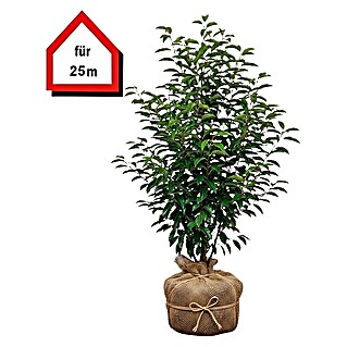 philodendron white knight vs white wizard 6