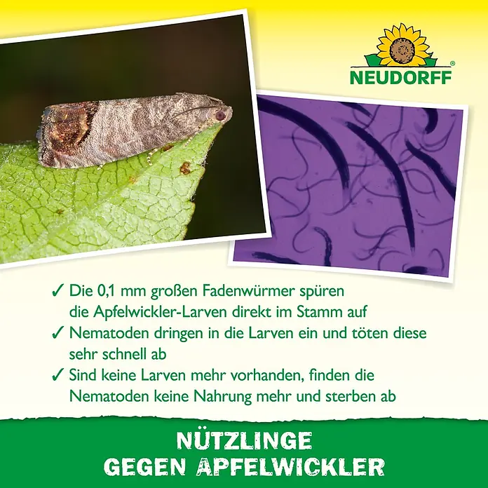 Neudorff Bestellkarte Nützlinge - Geeignet für: Apfelwickler - Neudorff Nützlinge gegen Apfelwickler-Larven, dargestellt mit Falter und mikroskopischen Würmern.