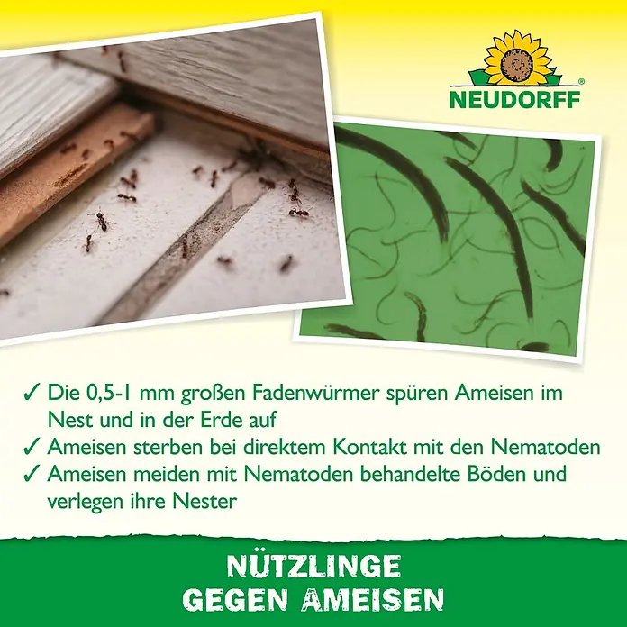 Neudorff Bestellkarte Nützlinge - Passend für: Bis zu 10 Ameisennester - Neudorff Produkt zur Ameisenbekämpfung mit Nützlingen. Zeigt Ameisen und mikroskopische Fadenwürmer.
