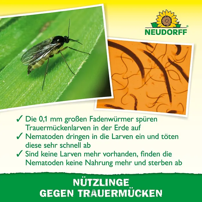 Neudorff Bestellkarte Nützlinge - Trauermücken, Ausreichend für bis zu 50 Pflanzen - Nahaufnahme einer Trauermücke und mikroskopischer Nematoden, die erklären, wie Nützlinge Trauermückenlarven im Boden bekämpfen.