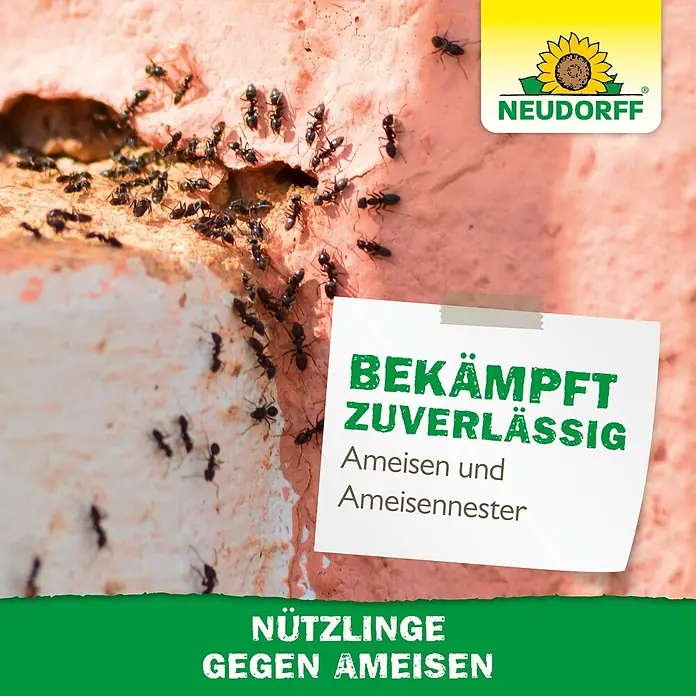 Neudorff Bestellkarte Nützlinge - Passend für: Bis zu 10 Ameisennester - Neudorff Produkt zur zuverlässigen Bekämpfung von Ameisen und Ameisennestern.
