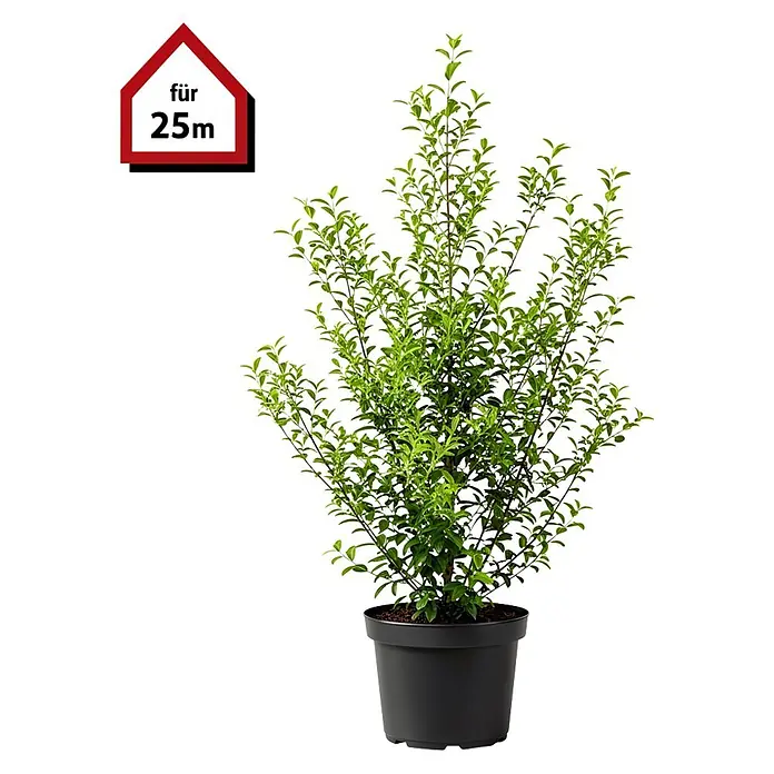 Piardino Liguster - 125 cm - 150 cm, Ligustrum ovalifolium, 60 Stk. - Grüne Pflanze im schwarzen Topf, für 25m ausgewiesen.