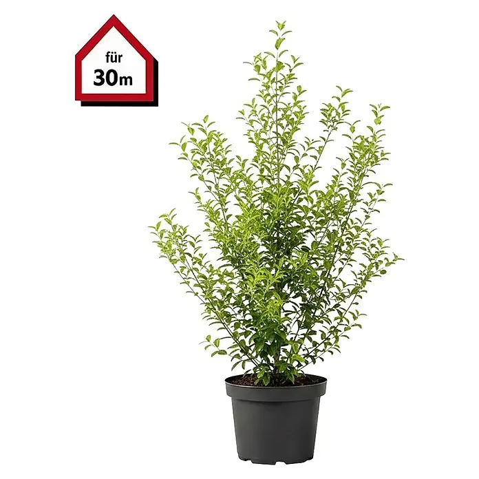 Piardino Liguster - 125 cm - 150 cm, Ligustrum ovalifolium, 75 Stk. - Üppige grüne Topfpflanze in einem dunkelgrauen Kunststofftopf mit einem roten hausförmigen Schild mit der Aufschrift 'für 30m'.