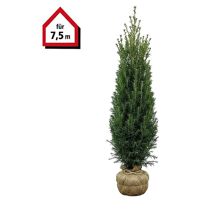 Piardino Heimische Eibe - 160 cm - 180 cm, Taxus baccata, 15 Stk. online  kaufen bei BAUHAUS