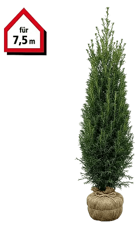 Piardino Heimische Eibe - 160 cm - 180 cm, Taxus baccata, 15 Stk. online  kaufen bei BAUHAUS