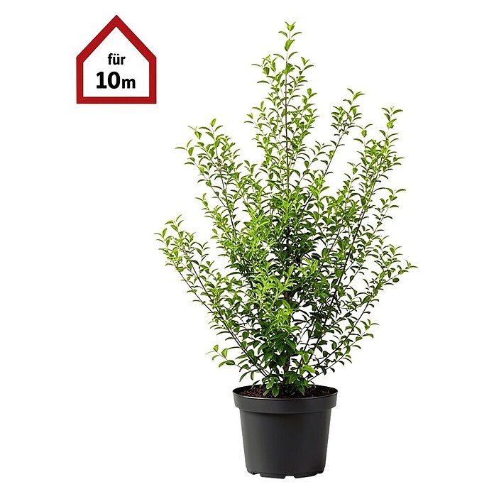 Piardino Liguster - 125 cm - 150 cm, Ligustrum ovalifolium, 30 Stk. online  kaufen bei BAUHAUS