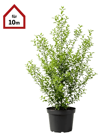 Piardino Liguster - 125 cm - 150 cm, Ligustrum ovalifolium, 30 Stk. online  kaufen bei BAUHAUS